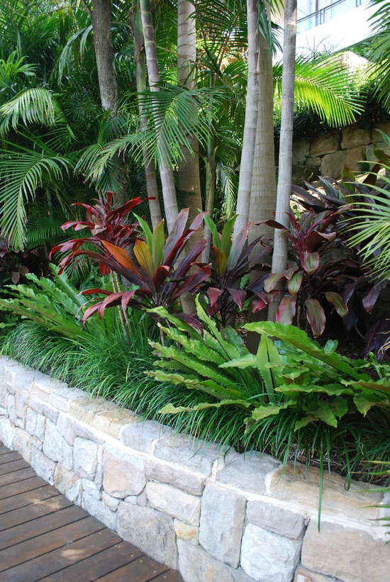 Palms surrounded by Birds Nest Fern and Cordylines
