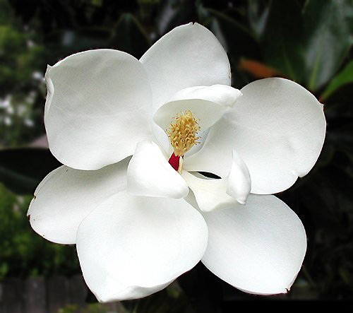 little_gem_magnolia_tree_flower_lg