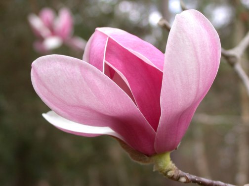 magnoliatulip2